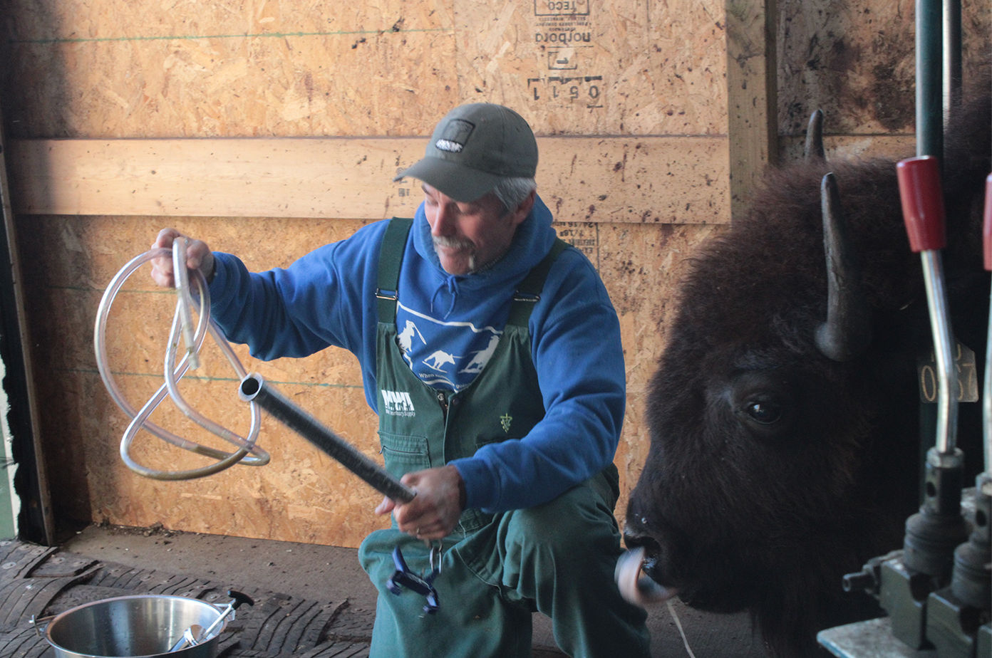 Tom Bragg kneels next to a bison in the chute. He is working with a sample collection tube connected to the bison's mouth.